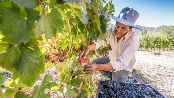Mujer cosechando las uvas