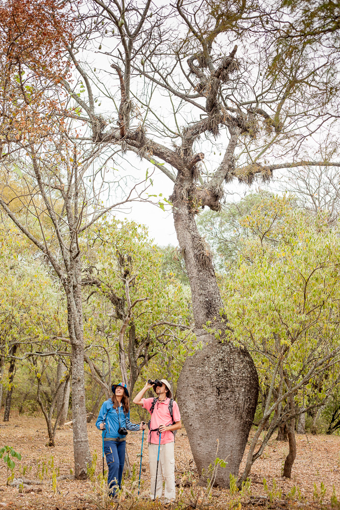 Matrimonio mirando Aves